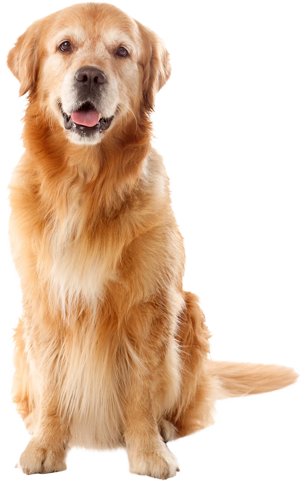 ProbioVet Köpek