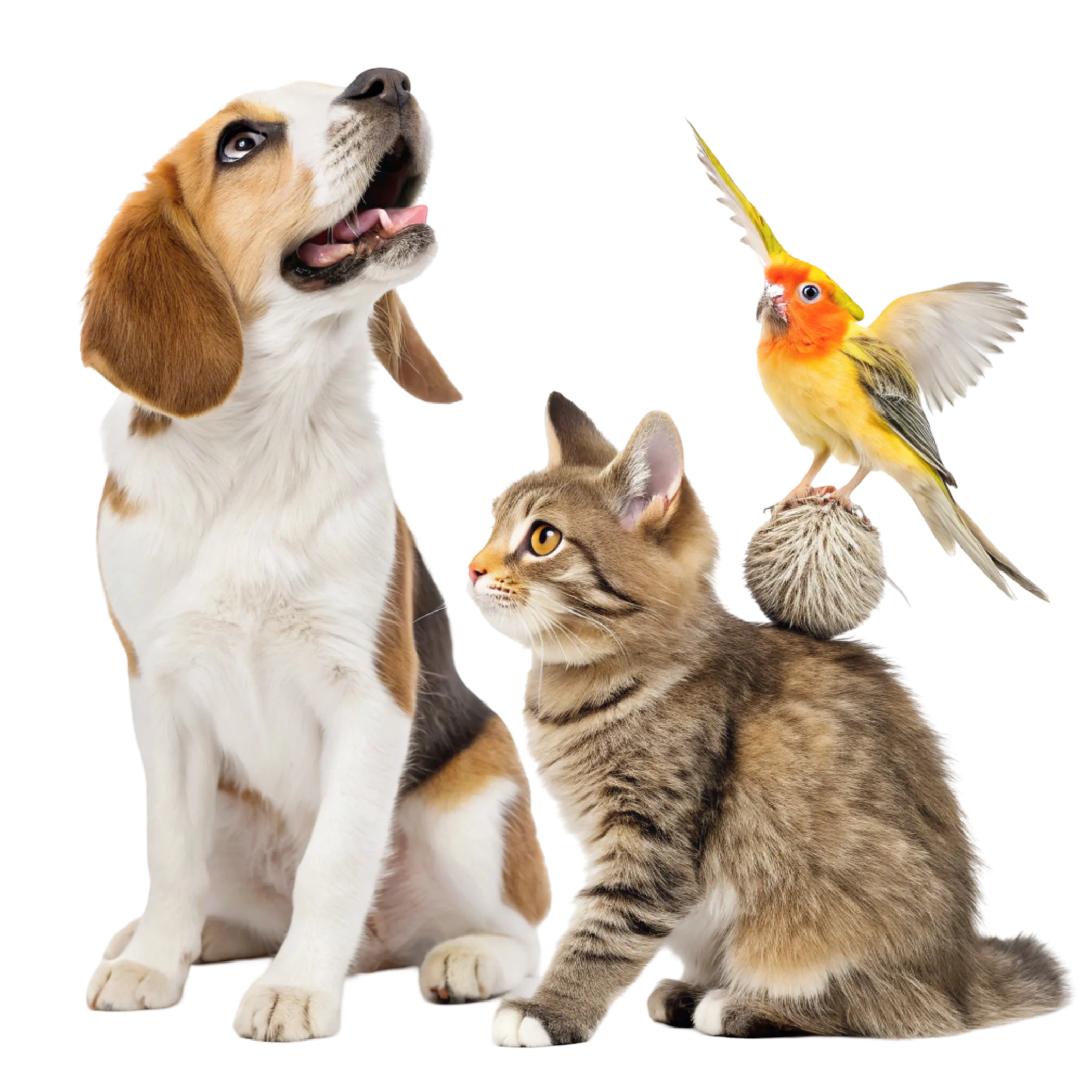 Immune Vet Faydaları